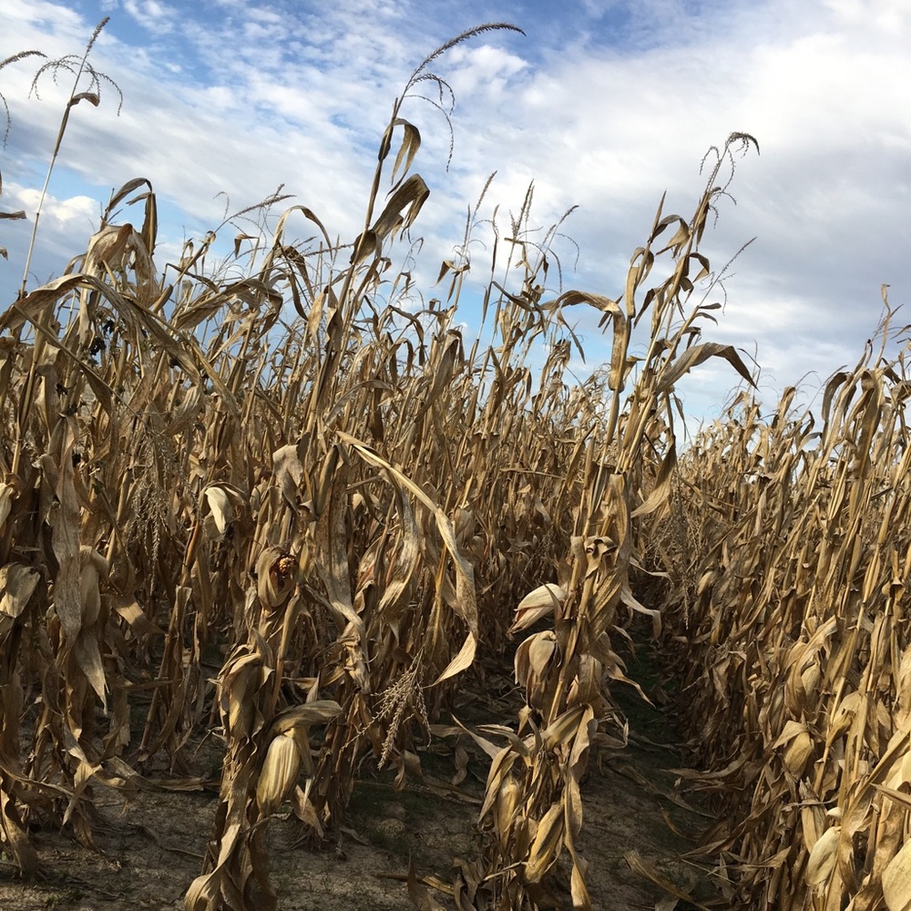 Meet your Posher, Meg